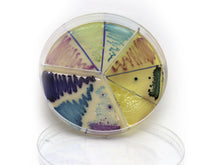 Carregar imagem no visualizador da galeria, Placa Accumast